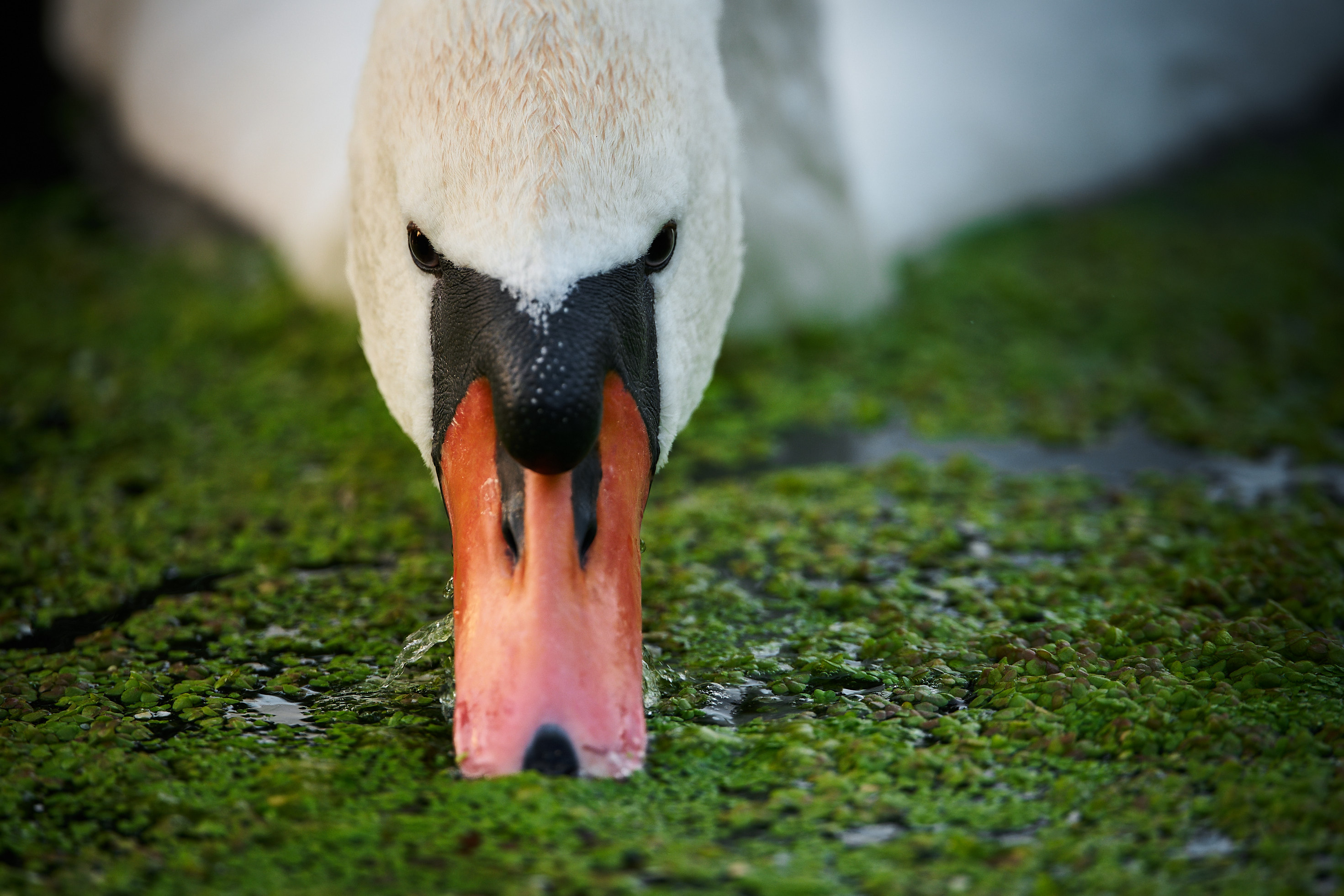 Swan drinking